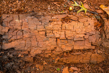 Patterns of decay along growth rings in an old log.
