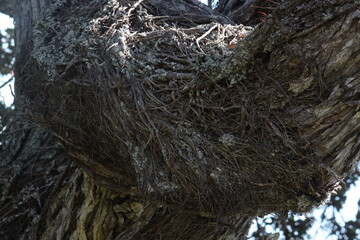 tree in the serengeti city