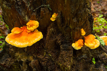 Bright orange sulphur shelf mushrooms at Case Mountain in Manchester.