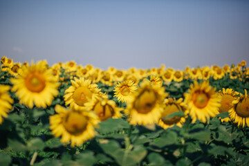 Sunflower blossoming field in summer