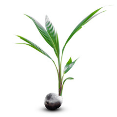 Fototapeta na wymiar Coconut sprout isolated on white background.