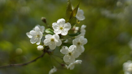 Delicate white cherry flowers on blurred green background