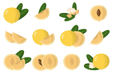 Set of illustrations with Abiu exotic fruits, flowers and leaves isolated on a white background.