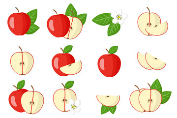 Set of illustrations with Red apple exotic fruits, flowers and leaves isolated on a white background.