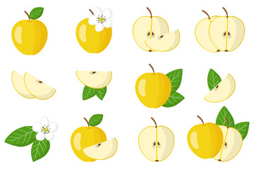 Set of illustrations with Yellow apple exotic fruits, flowers and leaves isolated on a white background.