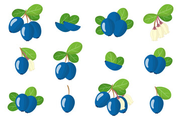 Set of illustrations with Bilberry exotic fruits, flowers and leaves isolated on a white background.