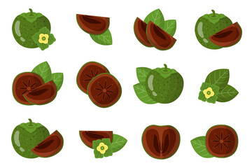 Set of illustrations with Black sapote exotic fruits, flowers and leaves isolated on a white background.