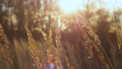 Dry grass in the rays of the setting autumn sun