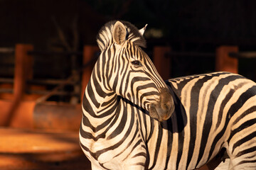 Beautiful Images of African zebra in the national park. Namibia, Africa