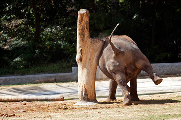 An itchy moment for an elephant