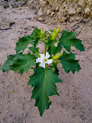 A low bright green bush growing on the sand with a large white flower in full bloom