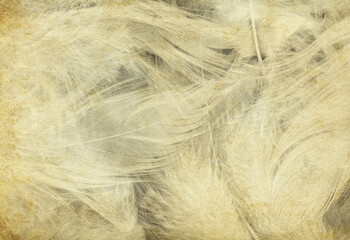 Brown feathers texture background - High resolution