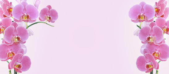orchid flowers on pink background  in panoramic view