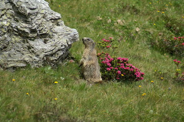Murmeltier und Alpenrose