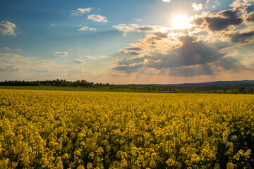 cole yellow field
