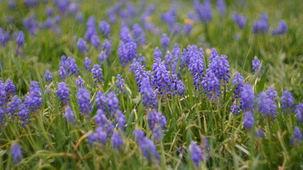 Obraz premium Glade of blue muscari flowers
