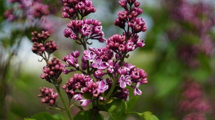 Purple lilac flowers with blurred background