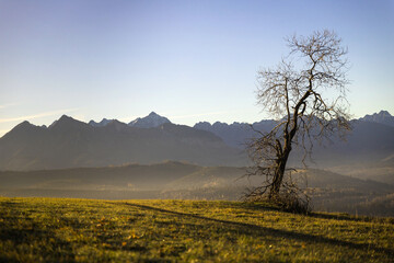 Obraz premium tree on sunrise in the mountains