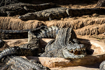 crocodiles on the stone