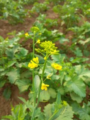 flowers in the garden