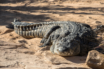 crocodile on the beach