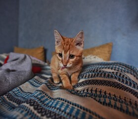 ginger kitten licks her lips on the bed at home