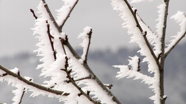 tree branches frozen after a snowstorm in the mountains close-up.