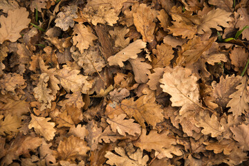 foglie di quercia