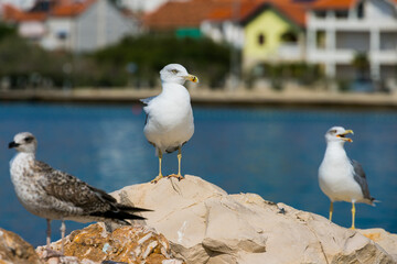 seagull on the beach