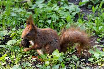 squirrel in the park