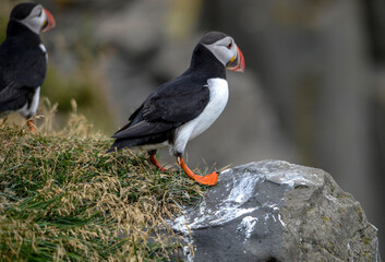 The Atlantic puffin, also known as the common puffin