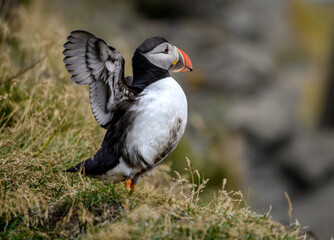 The Atlantic puffin, also known as the common puffin