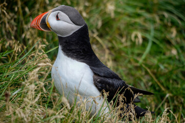 The Atlantic puffin, also known as the common puffin