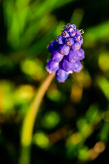 blue and purple flower