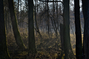 Fototapeta premium Morgens im Wald
