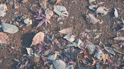 background of dry pastel coloured fallen leaves