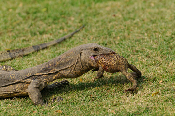 Obraz premium Indian Water Monitor with catch