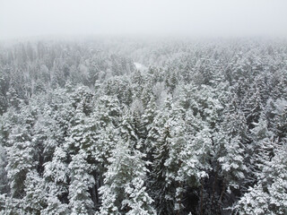 Winter forest with snowy trees, aerial view