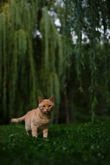 Naklejka na ściany i meble Beautiful red cat on a walk on the green grass among large green trees on a warm evening