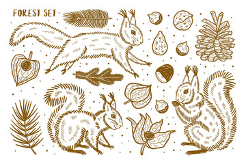 Forest set of elements, clip art. Animals, nature, plants. Squirrel, pine, nut, branch, seed, physalis, winter cherry. Silhouette, linocut, cricut file. Golden ink vector illustration.