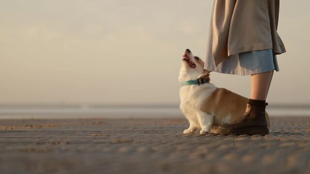 Woman and dog admire natural scenery while standing on sea beach in evening spbi. Closeup view of young female owner and cute pet have good time together on sandy shore and watch amazing nature
