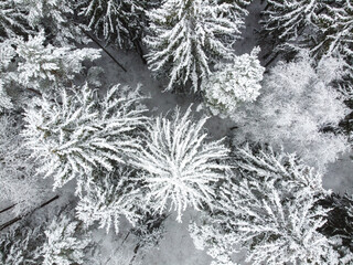 Aerial view of winter forest with snowy trees. Winter nature
