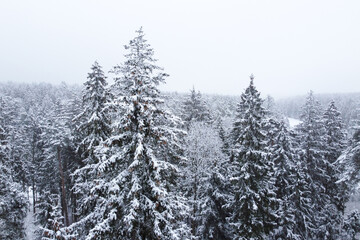 Winter forest with snowy trees, aerial view