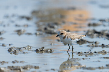 Kentish Plover or Charadrius alexandrinus