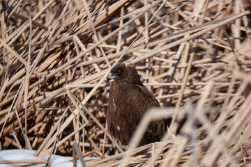 Western Marsh Harrier (Circus aeruginosus) chasing prey among reed canes.
