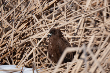 Western Marsh Harrier (Circus aeruginosus) chasing prey among reed canes.