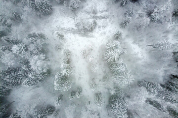 Winter forest with snowy trees, aerial view