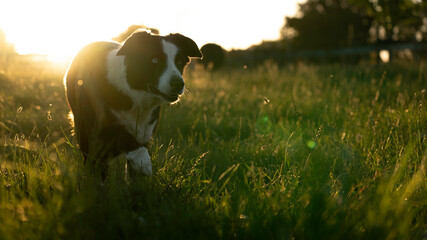 Border Collie dog on a farm