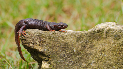 Indian Salamander from Darjeeling