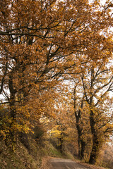 strada autunnale